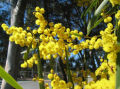 EL ZARZO DORADO ES LA FLOR NACIONAL DE AUSTRALIA