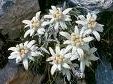 EDELWEISS, LA FLOR NACIONAL DE AUSTRIA