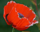 LA AMAPOLA COMN, ES LA FLOR NACIONAL DE BLGICA