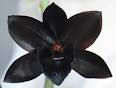 LA ORQUIDEA NEGRA, FLOR NACIONAL DE BELICE