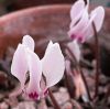 EL CYCLAMEN CIPRIUM, ES LA FOR NACIONAL DE CHIPRE