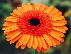 LA GERBERA, ES LA FLOR NACIONAL DE ESLOVAQUIA