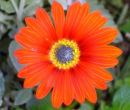 GERBERA, ES LA FLOR NACIONAL DE ESLOVENIA