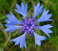 EL ACIANO, LA FLOR NACIONAL DE ESTONIA