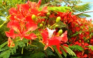 EL FLAMBOYAN, ES LA FLOR NACIONAL DE HAIT