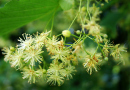 TILIA (TILO) ES LA FLOR NACIONAL DE KOSOVO