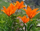 LA AZUCENA DE FUEGO ES LA FLOR NACIONAL DE LIECHTENSTEIN