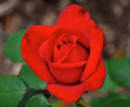 LA ROSA ES LA FLOR NACIONAL DE LUXEMBURGO