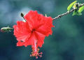 HIBISCUS ROSA-SINENSIS, LA FLOR NACIONAL DE MALASIA