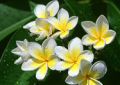 SACUANJOCHE, LA FLOR NACIONAL DE NICARAGUA