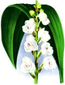 FLOR DEL ESPRITU SANTO, LA FLOR NACIONAL DE PANAM