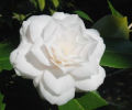 LA ROSA BLANCA ES LA FLOR NACIONAL DE RUMANA