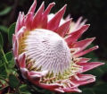 PROTEA GIGANTE, FLOR NACIONAL DE SUDAMRICA