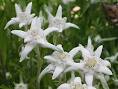 EDELWEISS, FLOR NACIONAL DE SUIZA