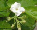 EL JAZMN BLANCO, LA FLOR NACIONAL DE TNEZ