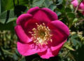 LA ROSA SILVESTRE, FLOR NACIONAL DE ESTADOS  UNIDOS