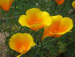 DEDAL DE ORO/COPA DE ORO - FLOR SILVESTRE ORIGINARIA DE ESTADOS UNIDOS, PARTICULARMENTE DE LAS SIERRAS DE CALIFORNIA