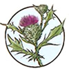 EL CARDO, LA FLOR NACIONAL DE ESCOCIA