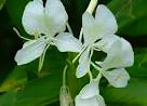 LA MARIPOSA BLANCA, FLOR NACIONAL DE CUBA