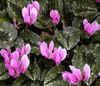 CYCLAMEN, LA FLOR NACIONAL DE GRECIA